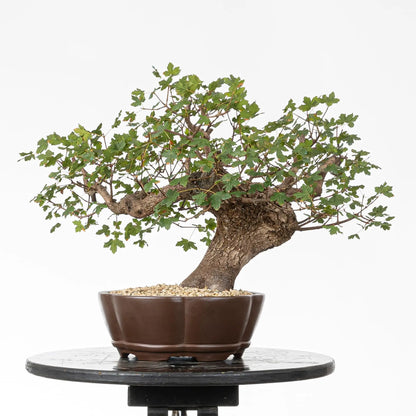 Cara trasera de bonsái de arce de montpellier