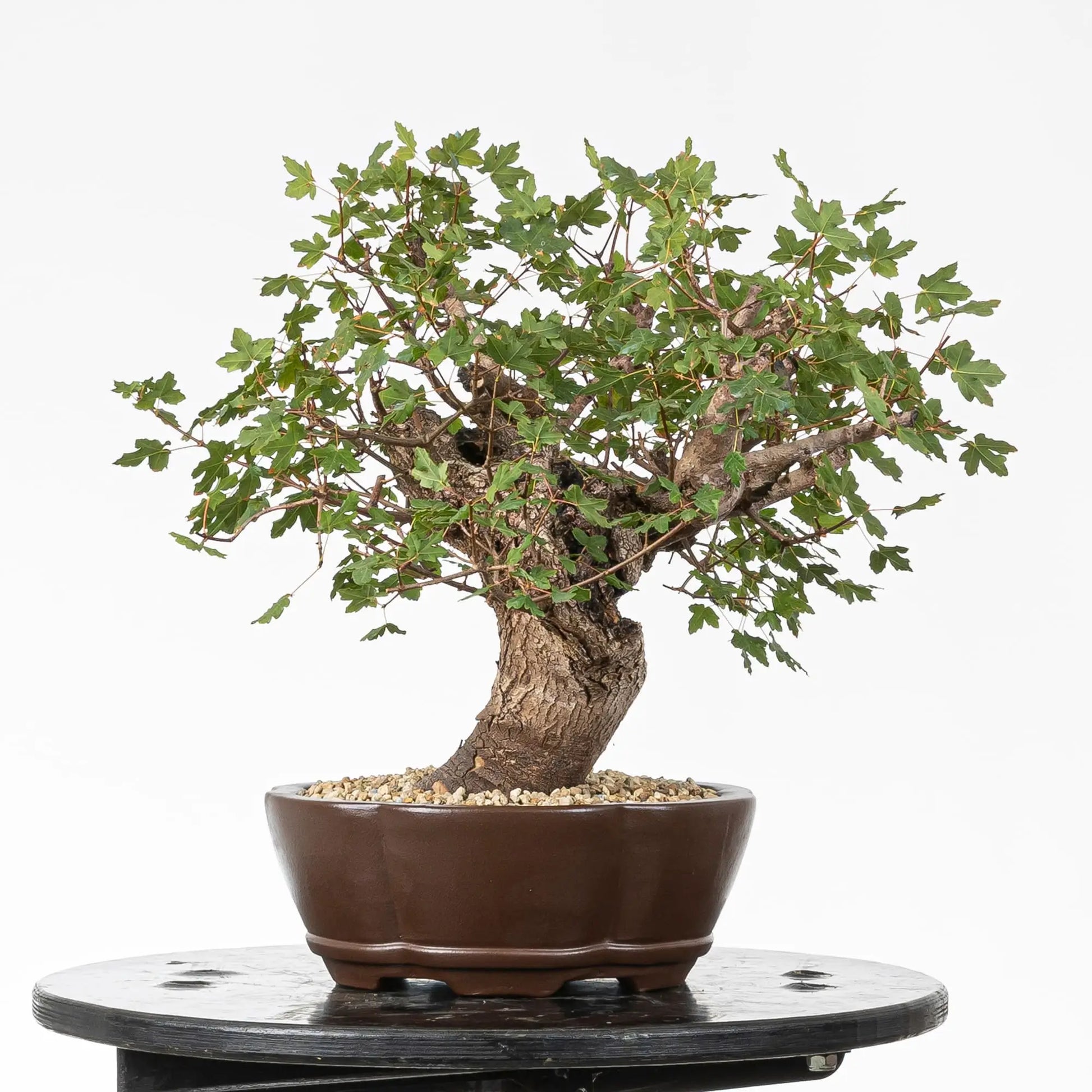 Cara derecha de bonsái de arce de montpellier