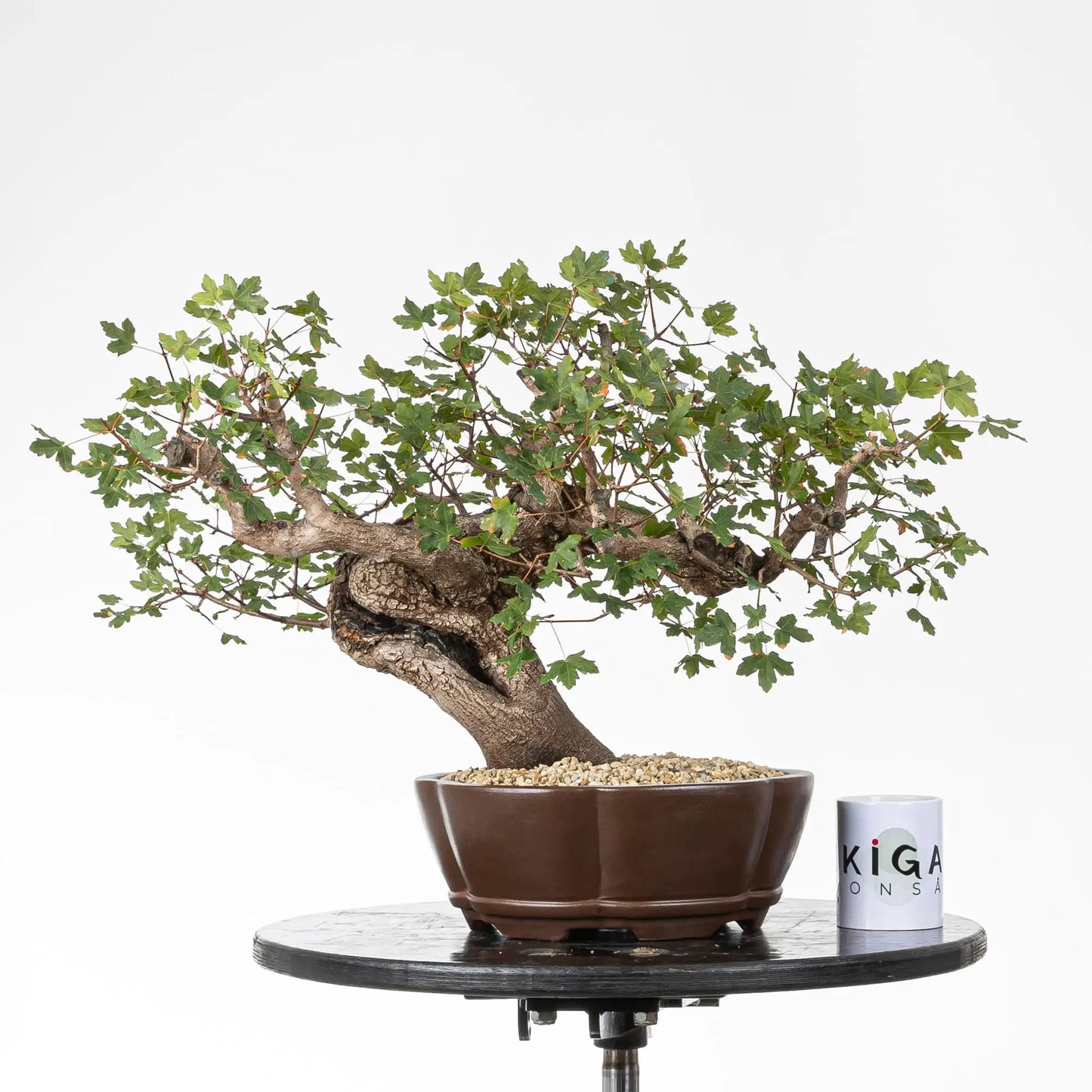 Comparativa de tamaño de bonsái de arce con taza de ikigai bonsái