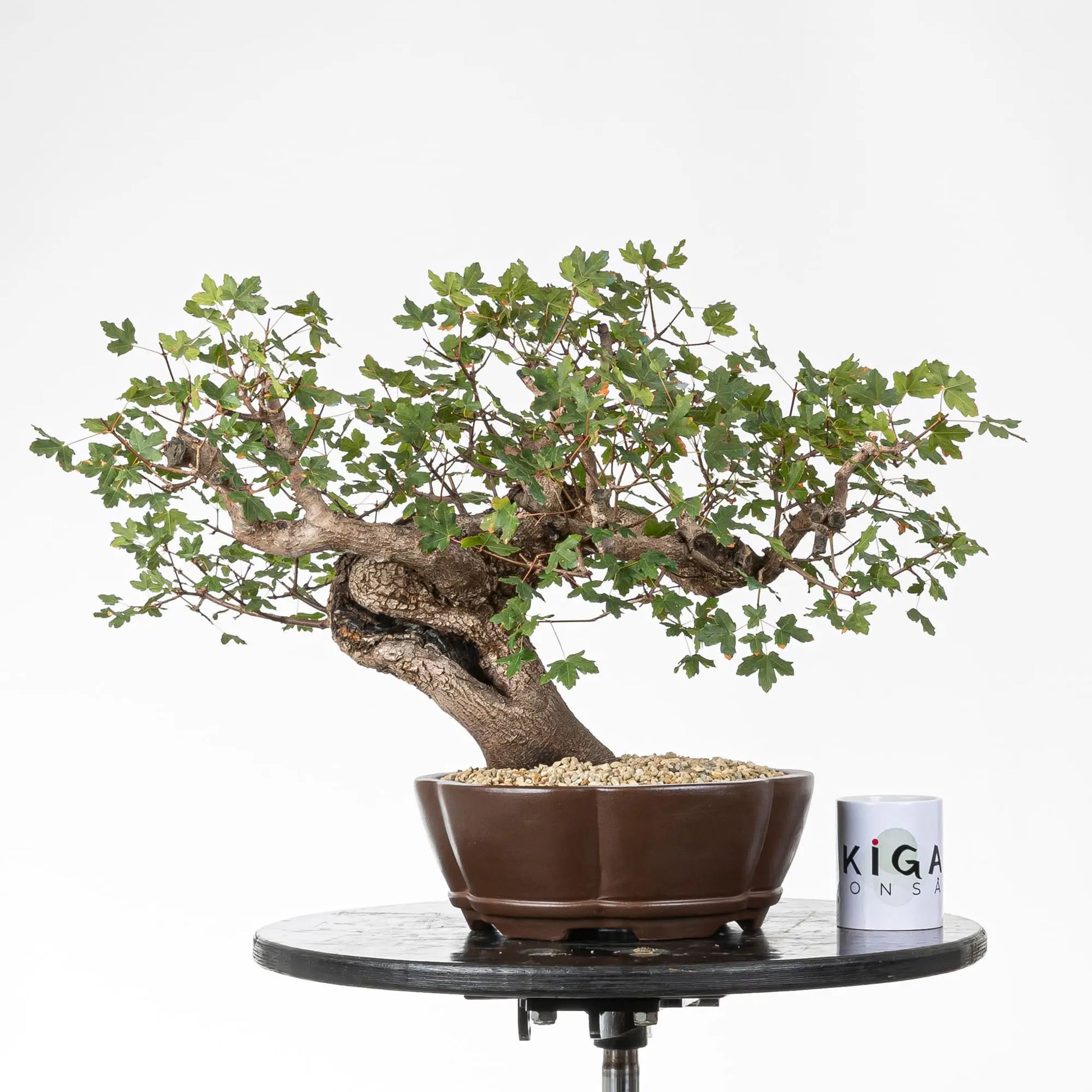 Comparativa de tamaño de bonsái de arce con taza de ikigai bonsái