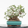 ACER MONSPESSULANUM
