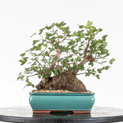 Frente de bonsai de montpellier tamaño chuhin tronco grueso