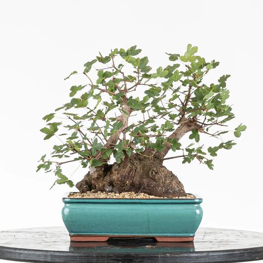 Frente de bonsai de montpellier tamaño chuhin tronco grueso