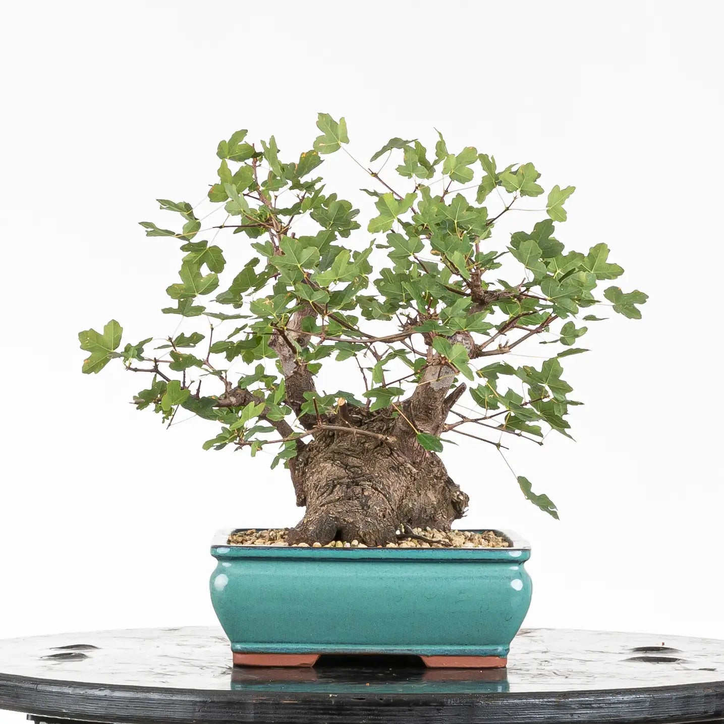 Cara izquierda de bonsai de arce de montpellier