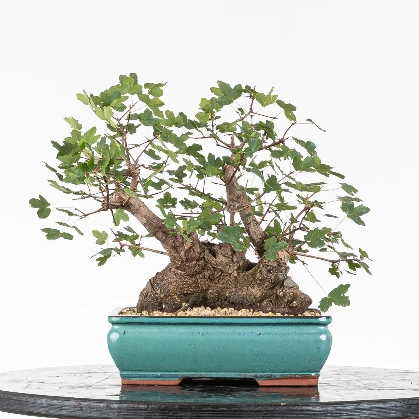 Cara trasera de arce de montpellier tamaño shohin