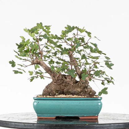 Cara trasera de arce de montpellier tamaño shohin