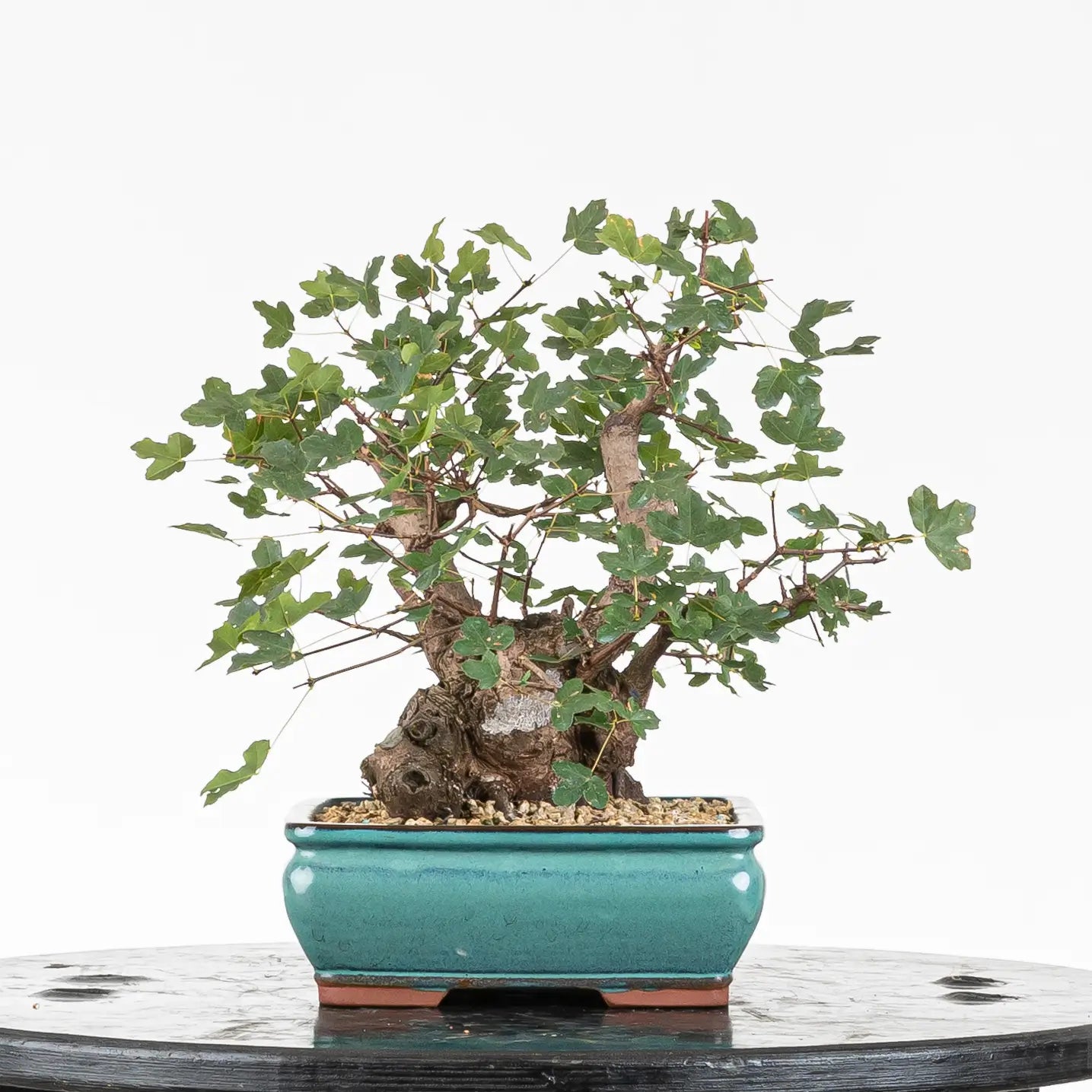 Cara derecha de bonsái de arce de montpellier