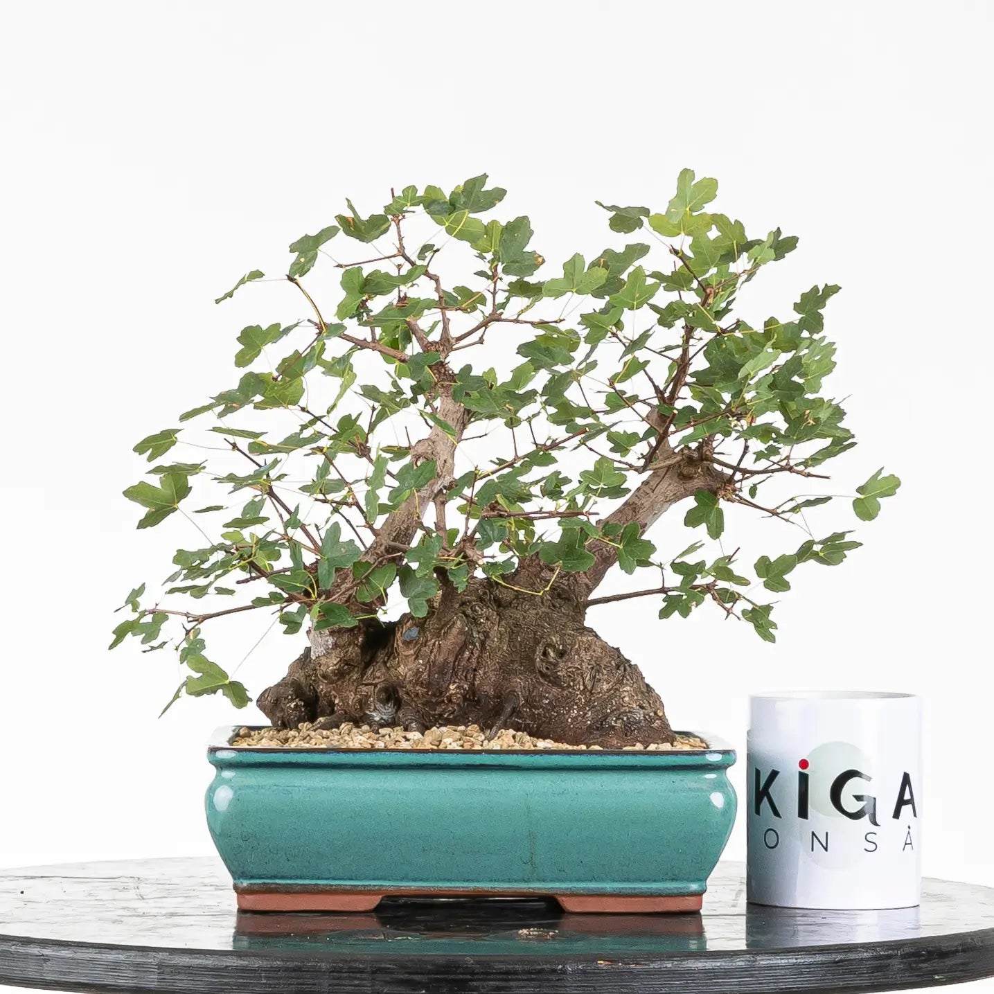 Comparativa de tamaño de bonsái de arce de montpellier con una taza de bonsái de Ikigai.