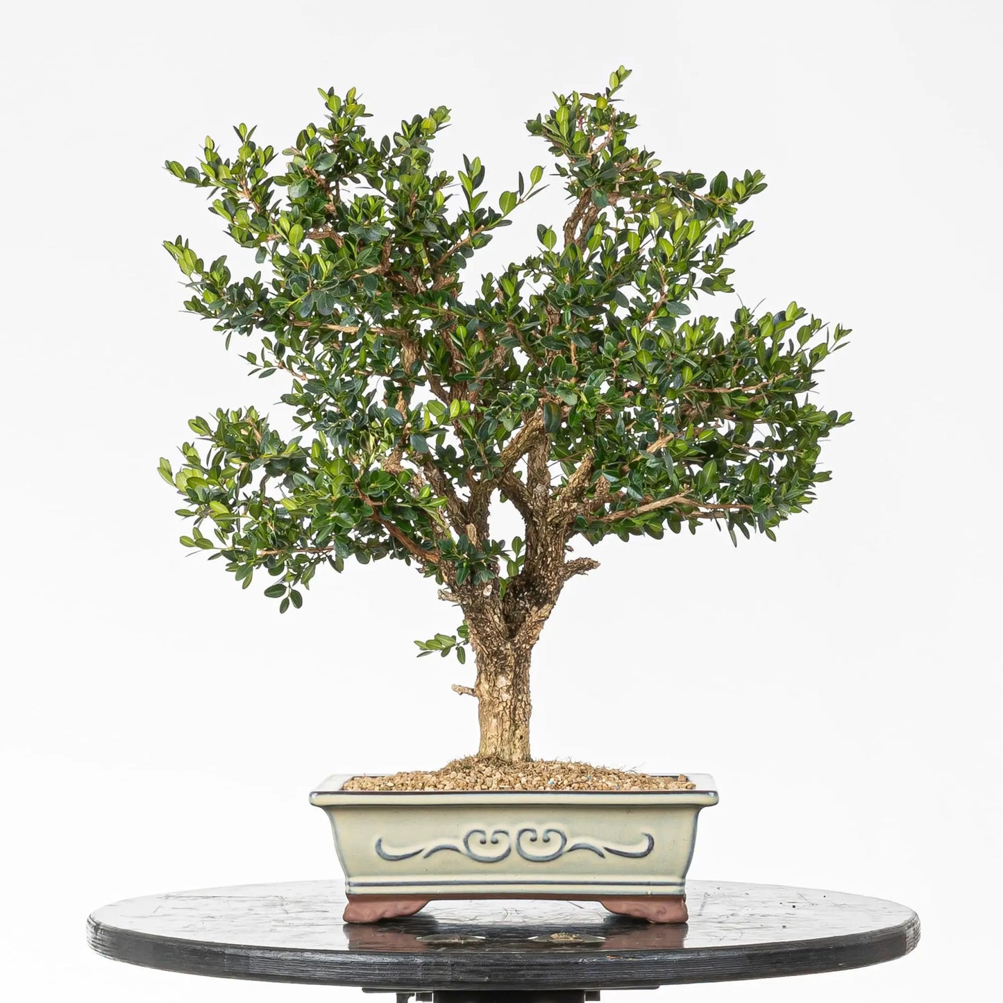 Bonsai de boj en tamaño chuhin