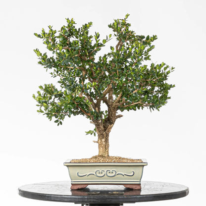 Bonsai de boj en tamaño chuhin
