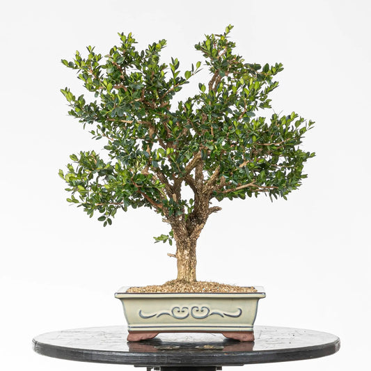 Bonsai de boj en tamaño chuhin