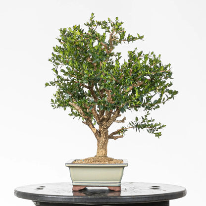 Vista izquierda bonsai de boj