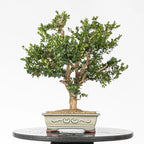Cara trasera bonsai de boj