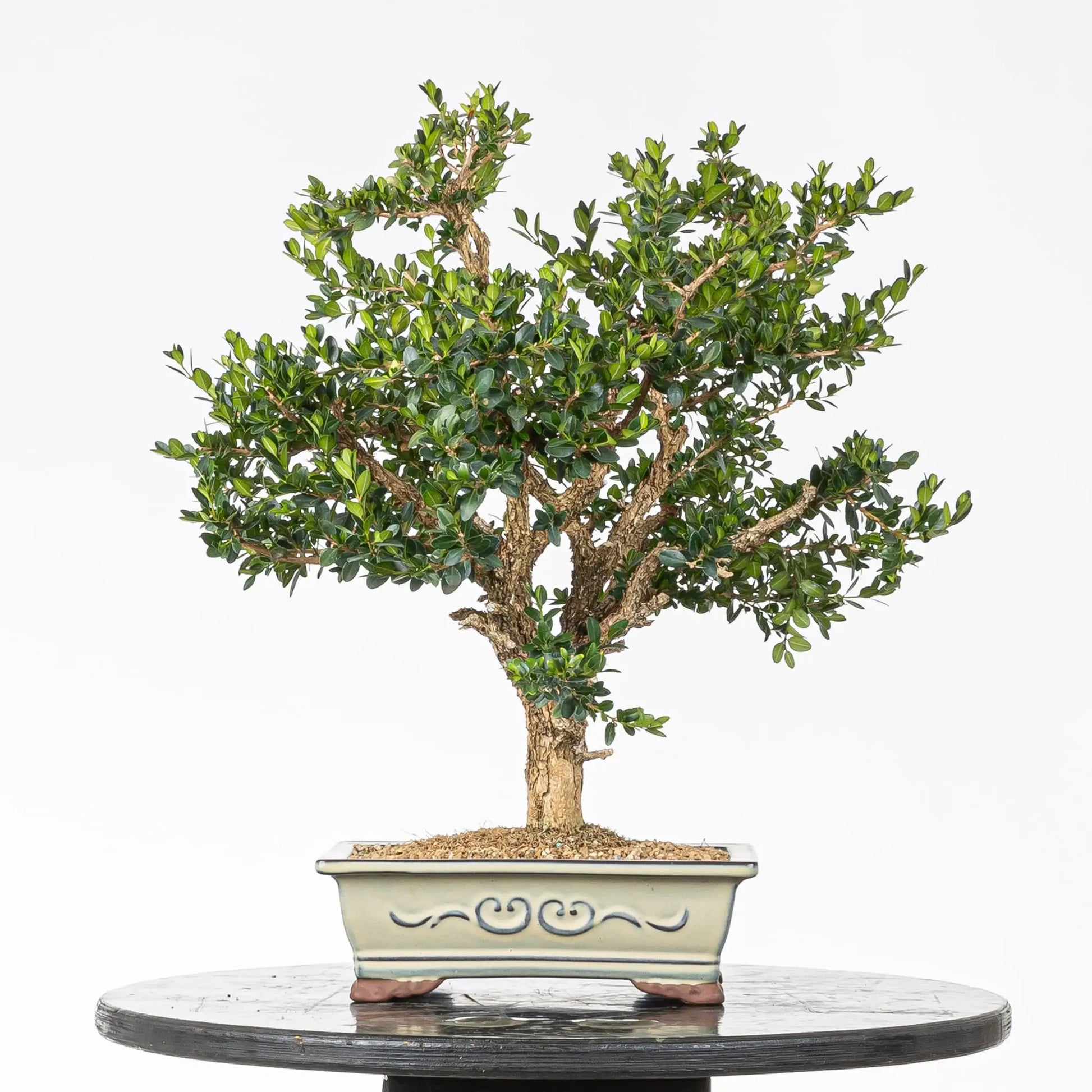 Cara trasera bonsai de boj