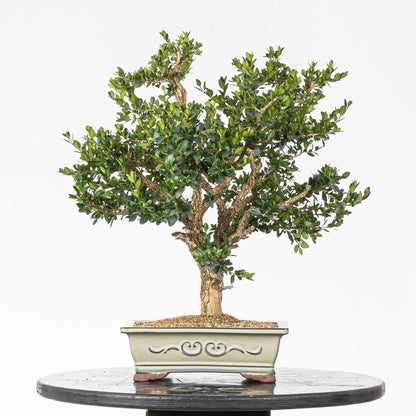 Cara trasera bonsai de boj