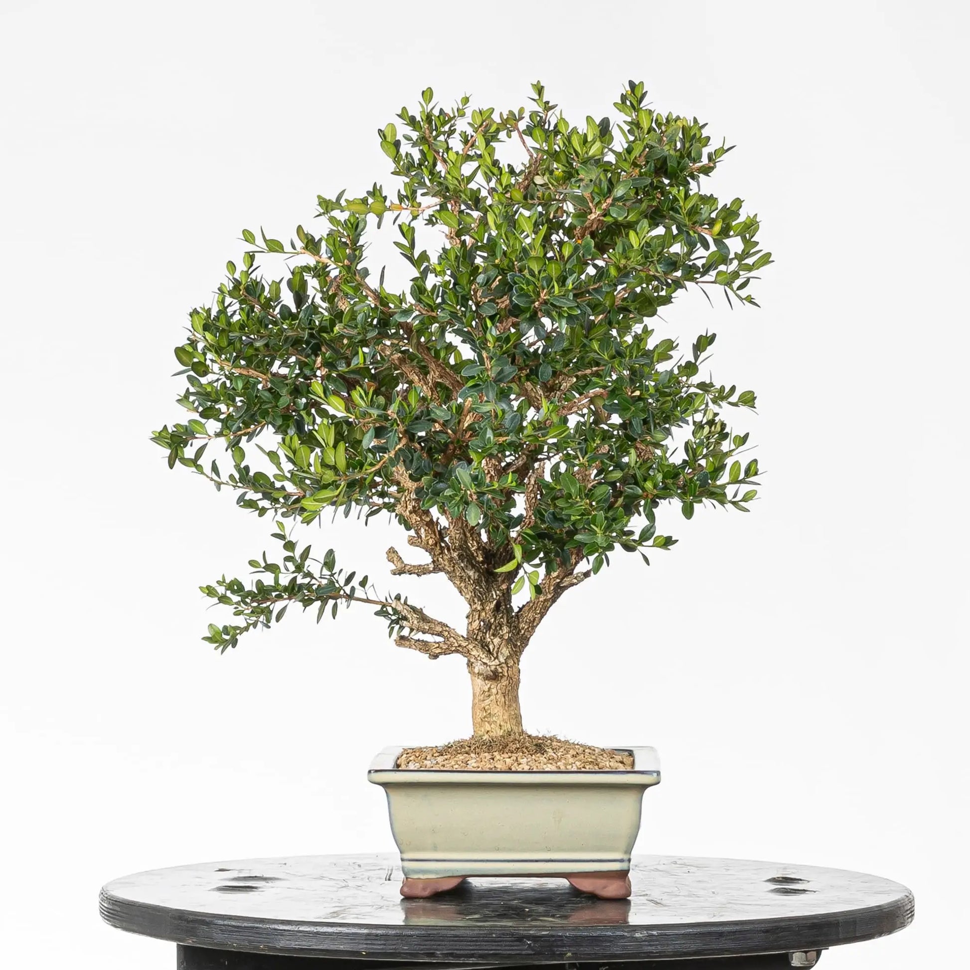 Cara derecha bonsai de boj