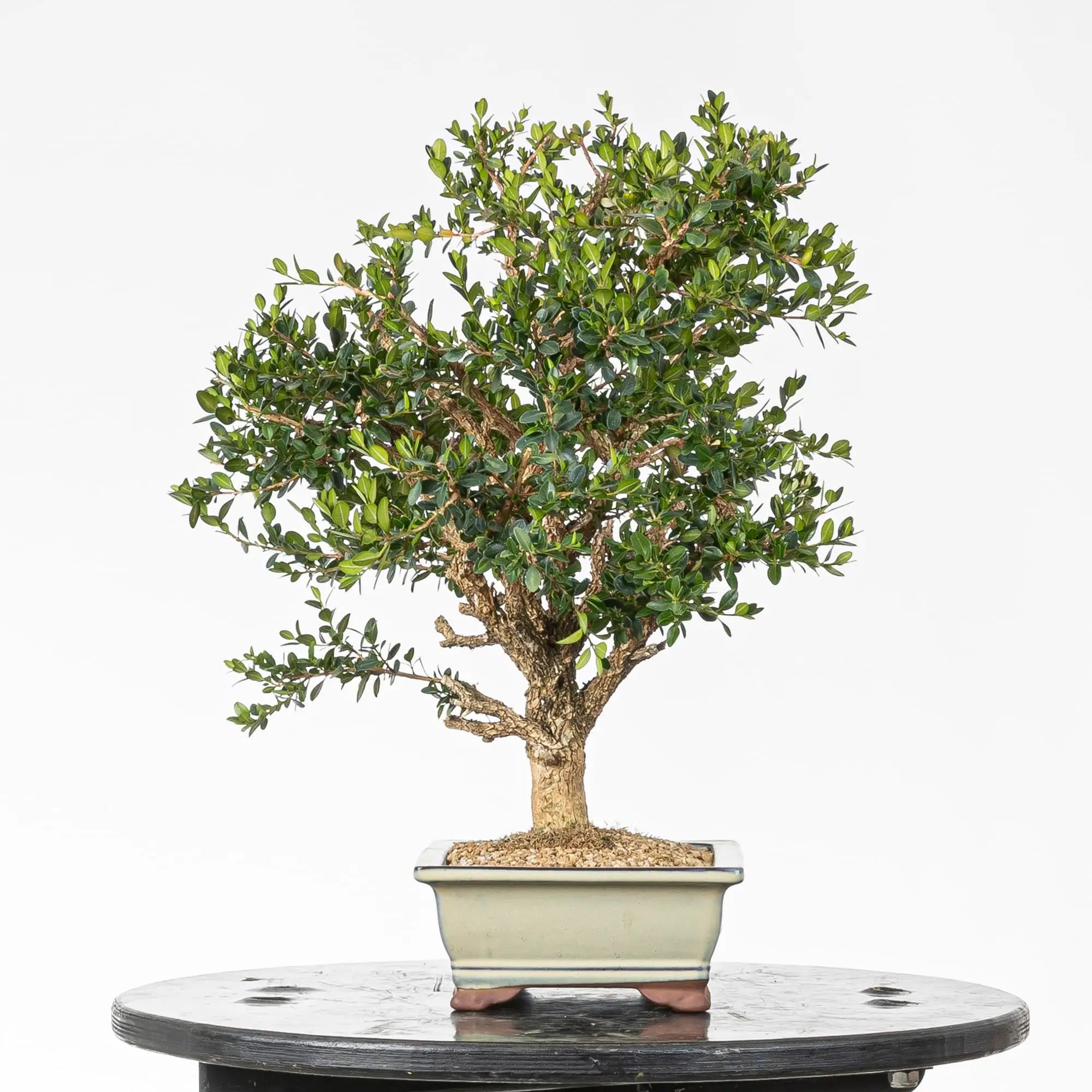 Cara derecha bonsai de boj