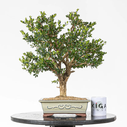 Comparativa de tamaño de bonsai con taza de café de ikigai bonsai.