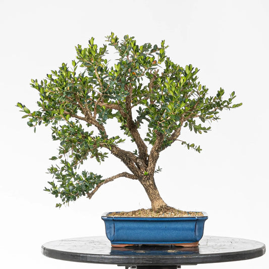 Bonsai yamadori de boj en estilo moyogi