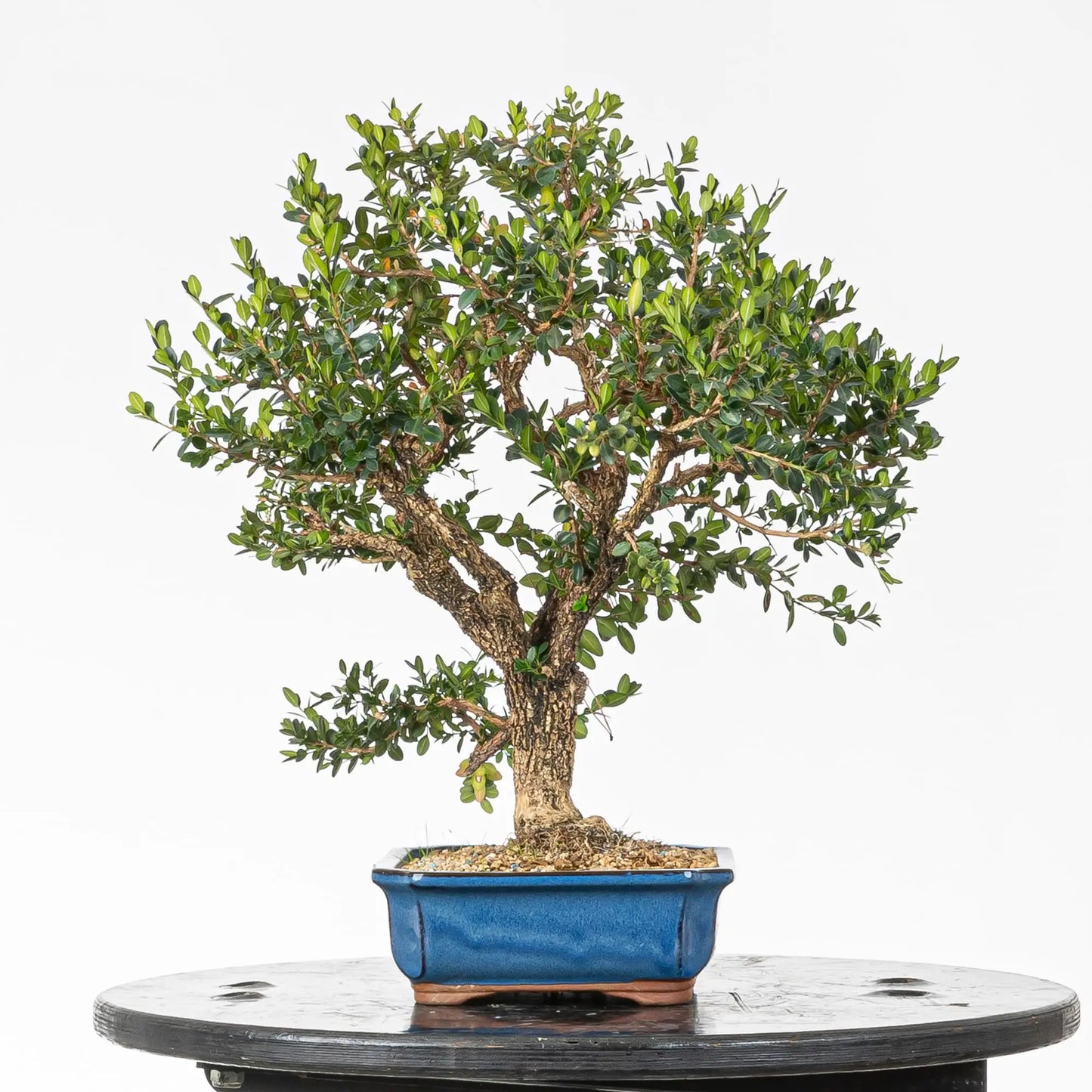 Cara izquierda de bonsai de boj