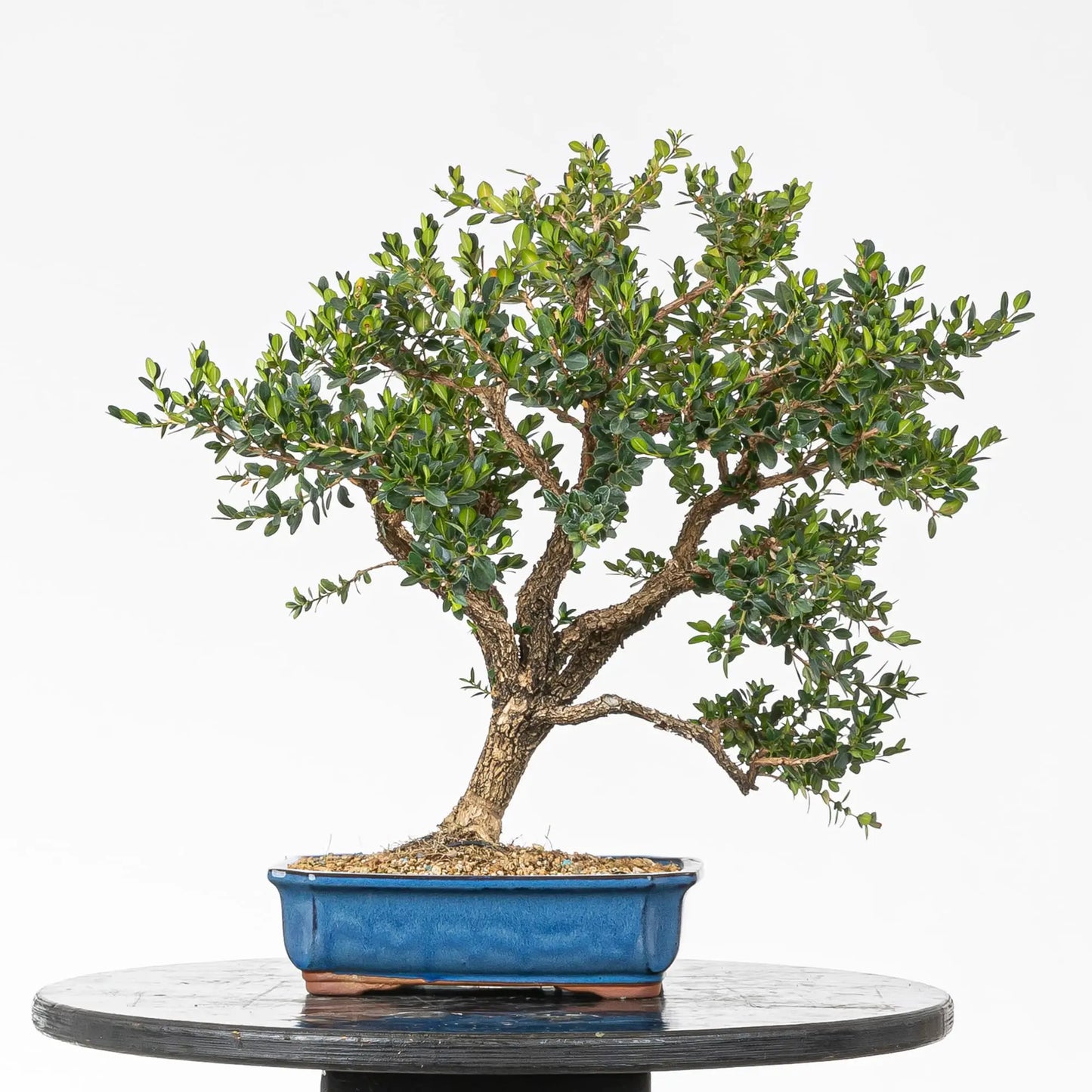 Cara trasera de bonsai de boj