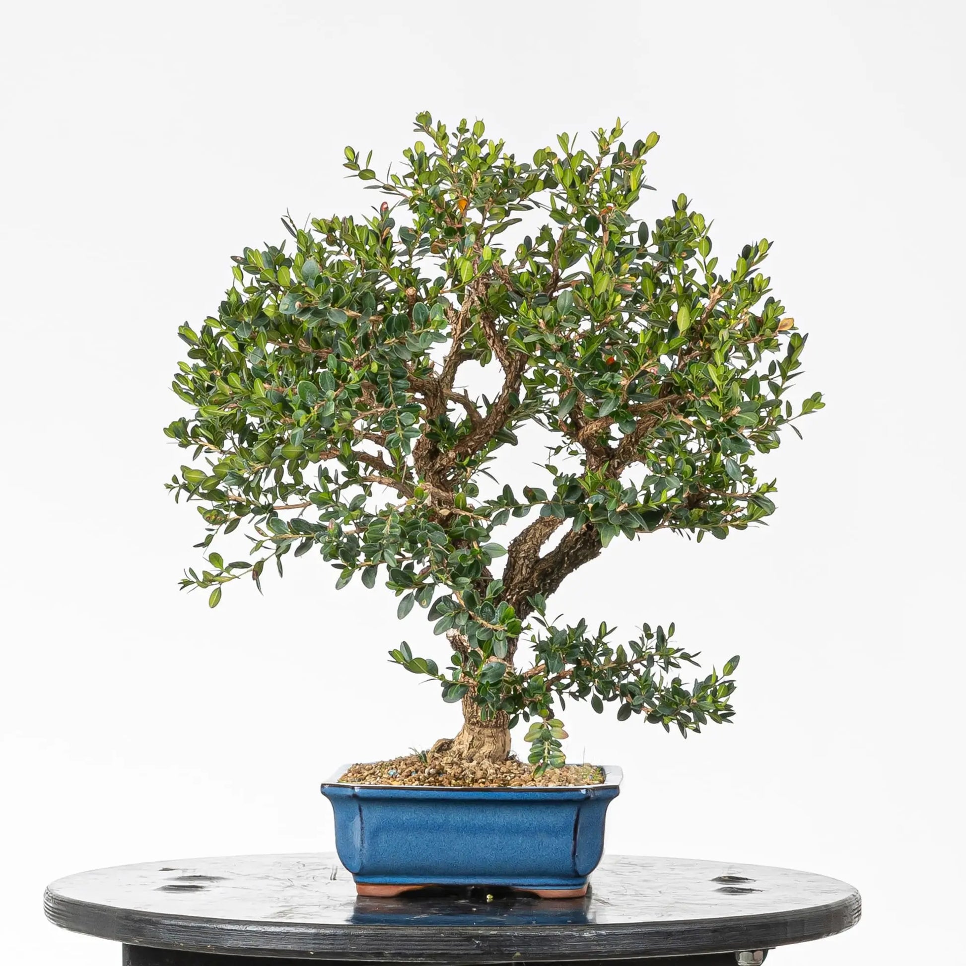 Cara derecha de bonsai de boj