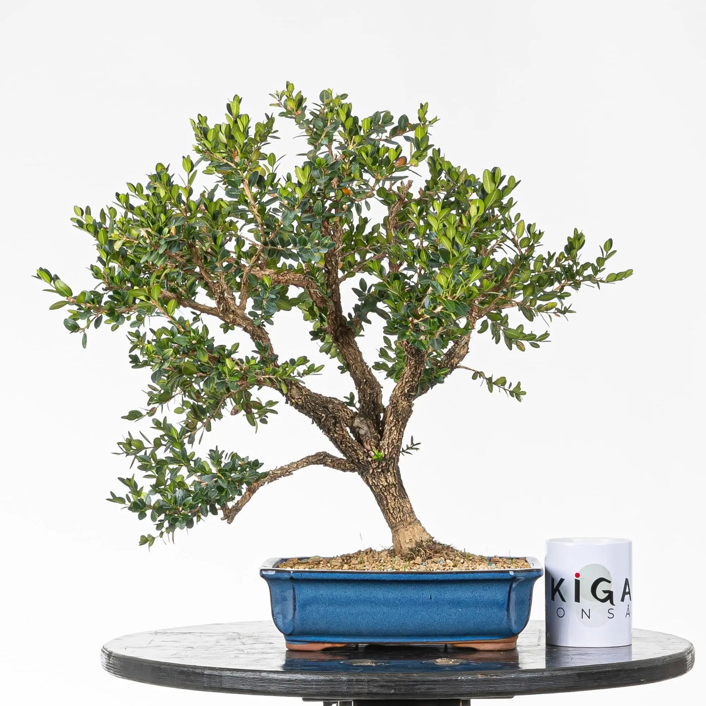Comparativa de tamaño de bonsai de boj con una taza de bonsai de ikigai bonsai.