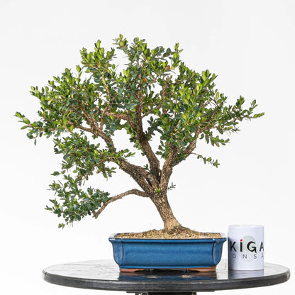 Comparativa de tamaño de bonsai de boj con una taza de bonsai de ikigai bonsai.