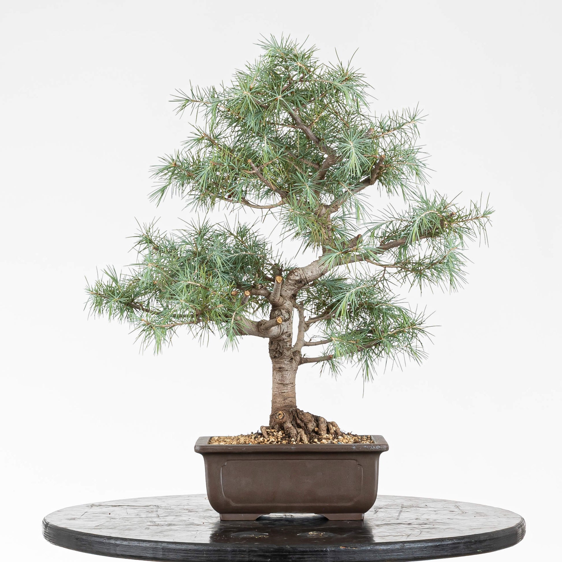 Frente de bonsai de cedro himalaya tamaño chuhin o kifu