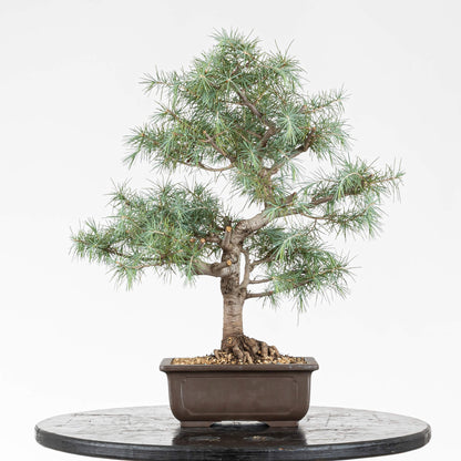 Frente de bonsai de cedro himalaya tamaño chuhin o kifu