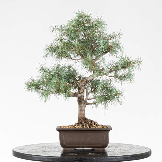 Frente de bonsai de cedro himalaya tamaño chuhin o kifu