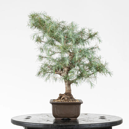 Lado derecho de bonsái de cedro del himalaya plantado en maceta de bonsai china