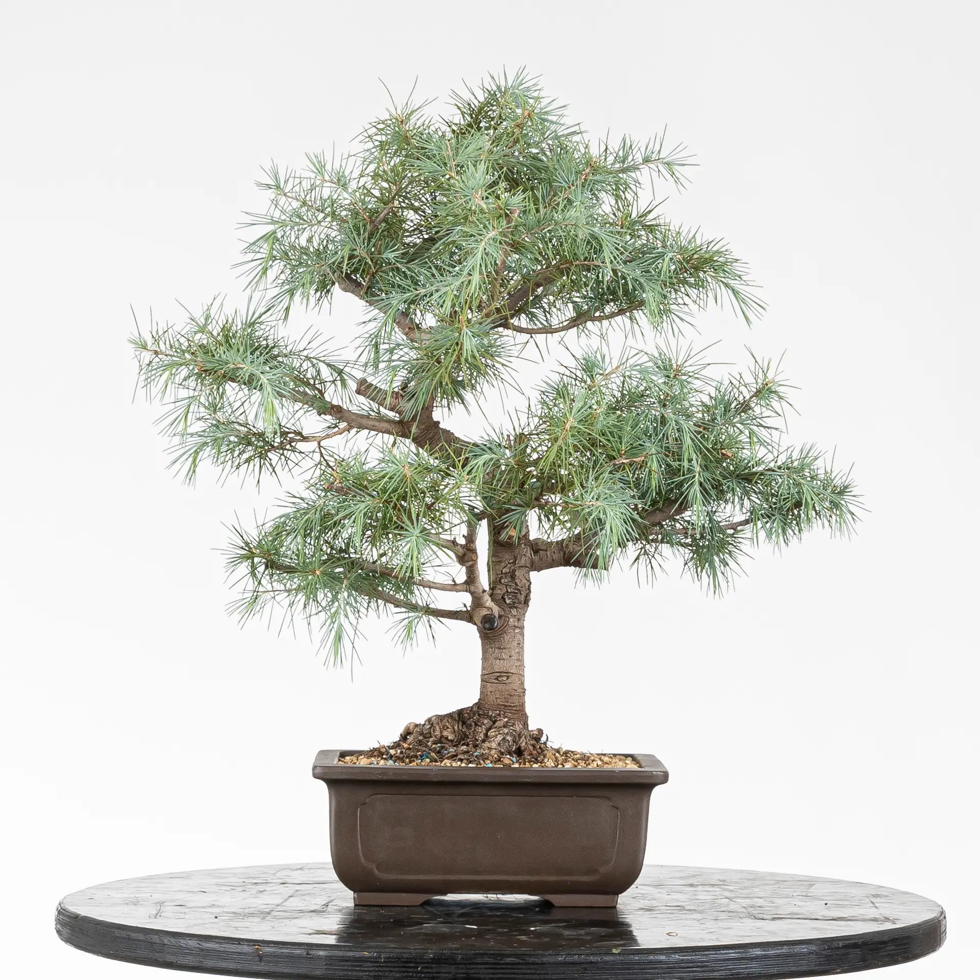 Bonsái de cedrus deodora cara trasera plantado en maceta yixing