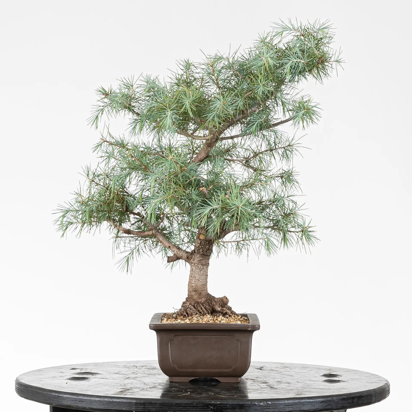 Lado izquierdo de bonsai de cedro del himalaya