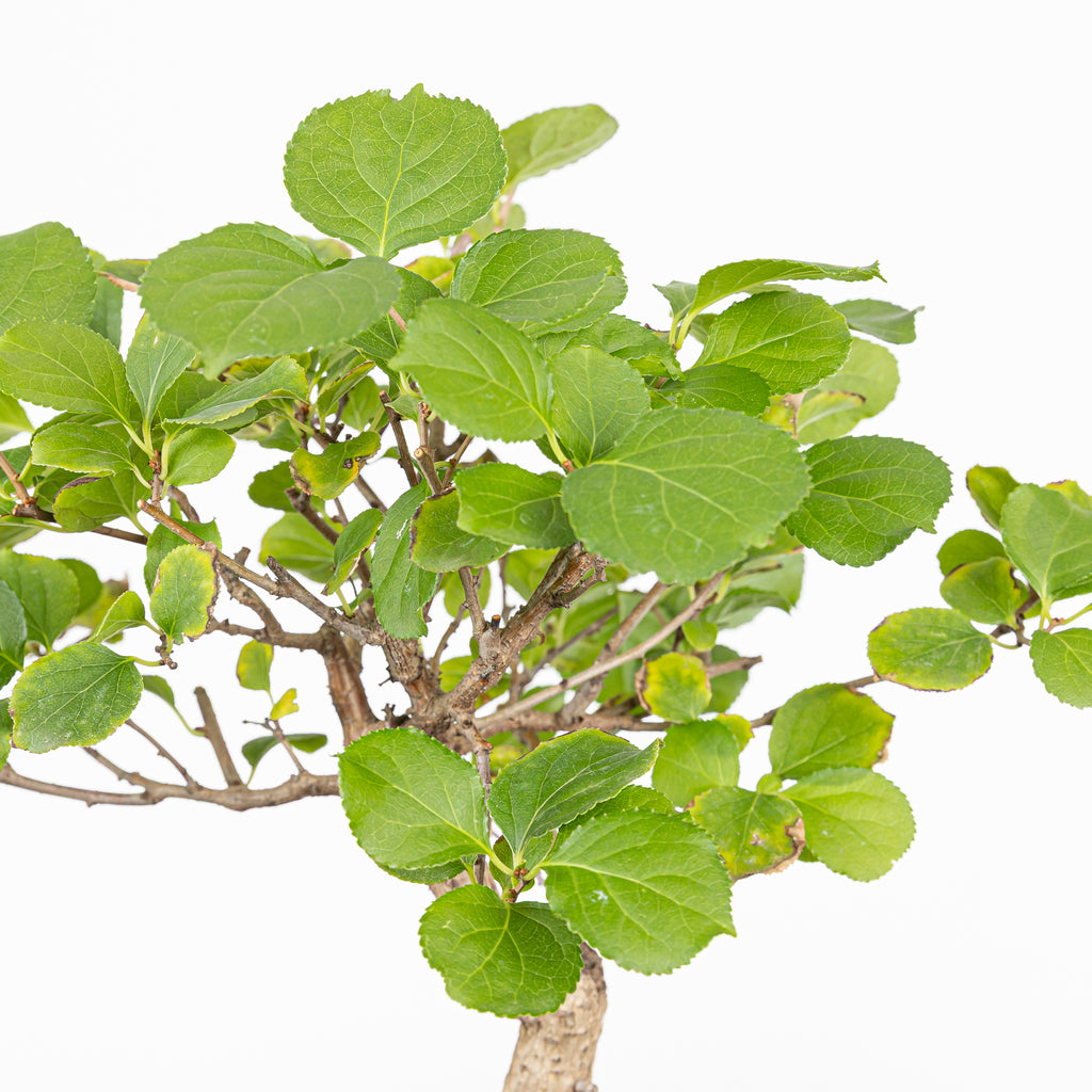Bonsái - Celastro oriental (Celastrus orbiculatus)