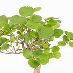 Bonsái - Celastro oriental (Celastrus orbiculatus)