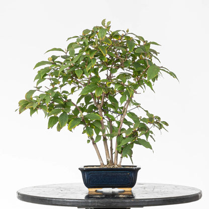 Bonsai de calicarpa fruto morado