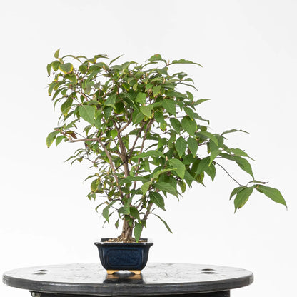 Cara derecha bonsai de calicarpa