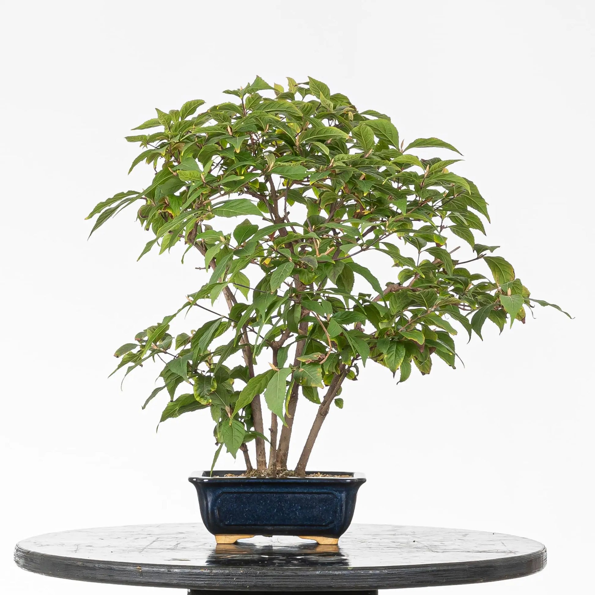 Cara trasera de bonsai de calicarpa