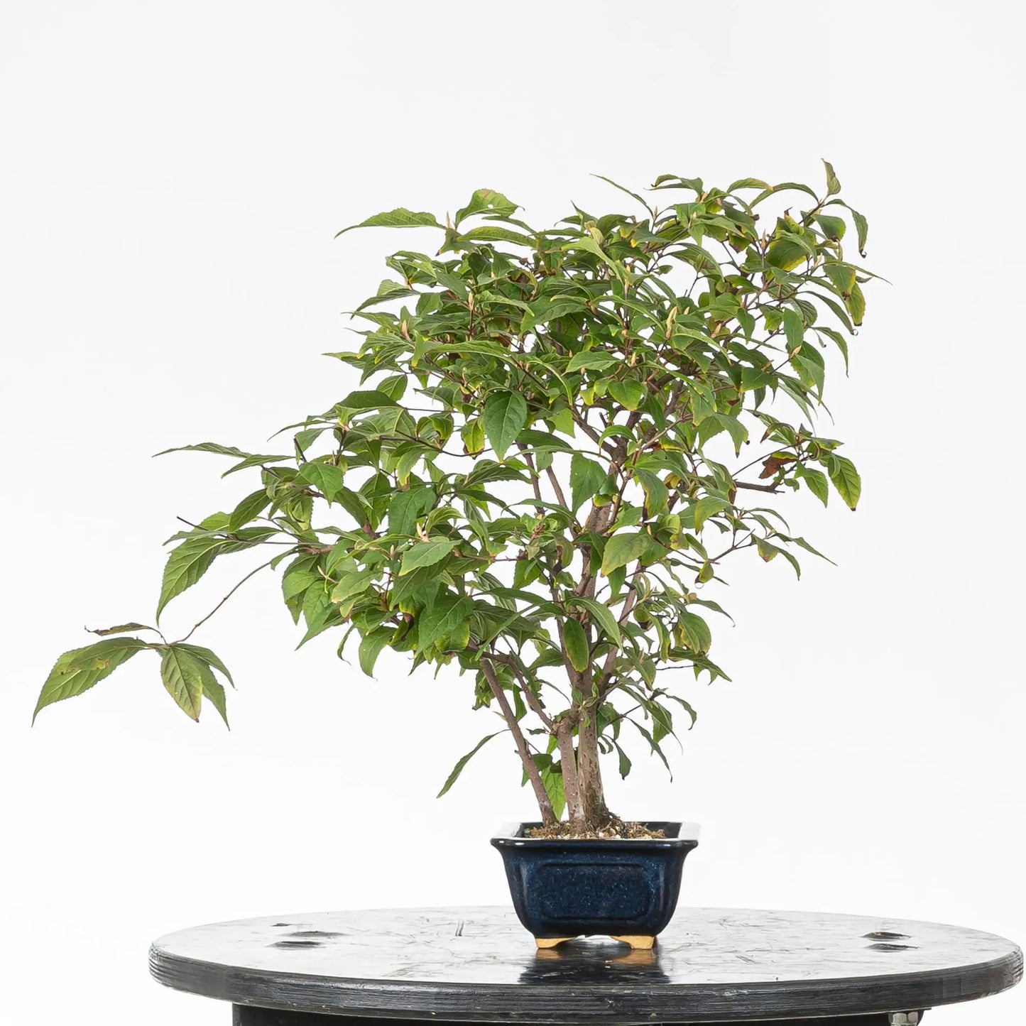 Cara izquierda de bonsai de calicarpa