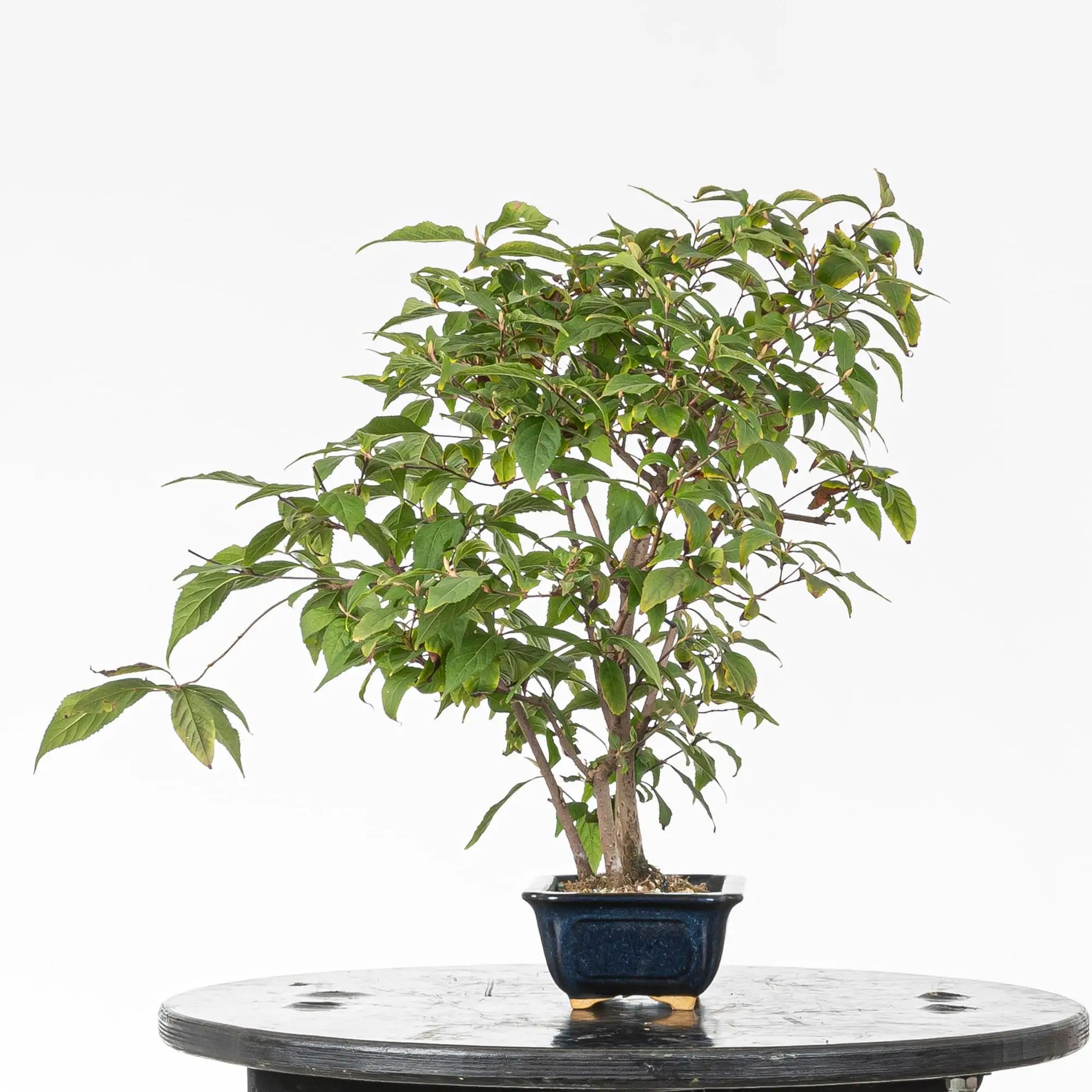 Cara izquierda de bonsai de calicarpa