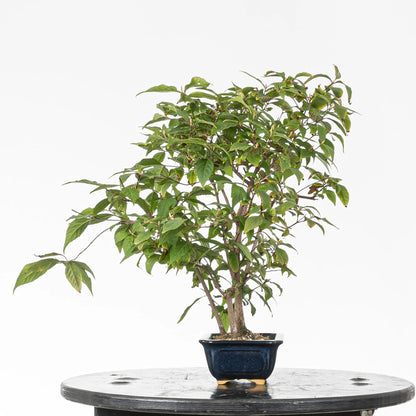 Cara izquierda de bonsai de calicarpa