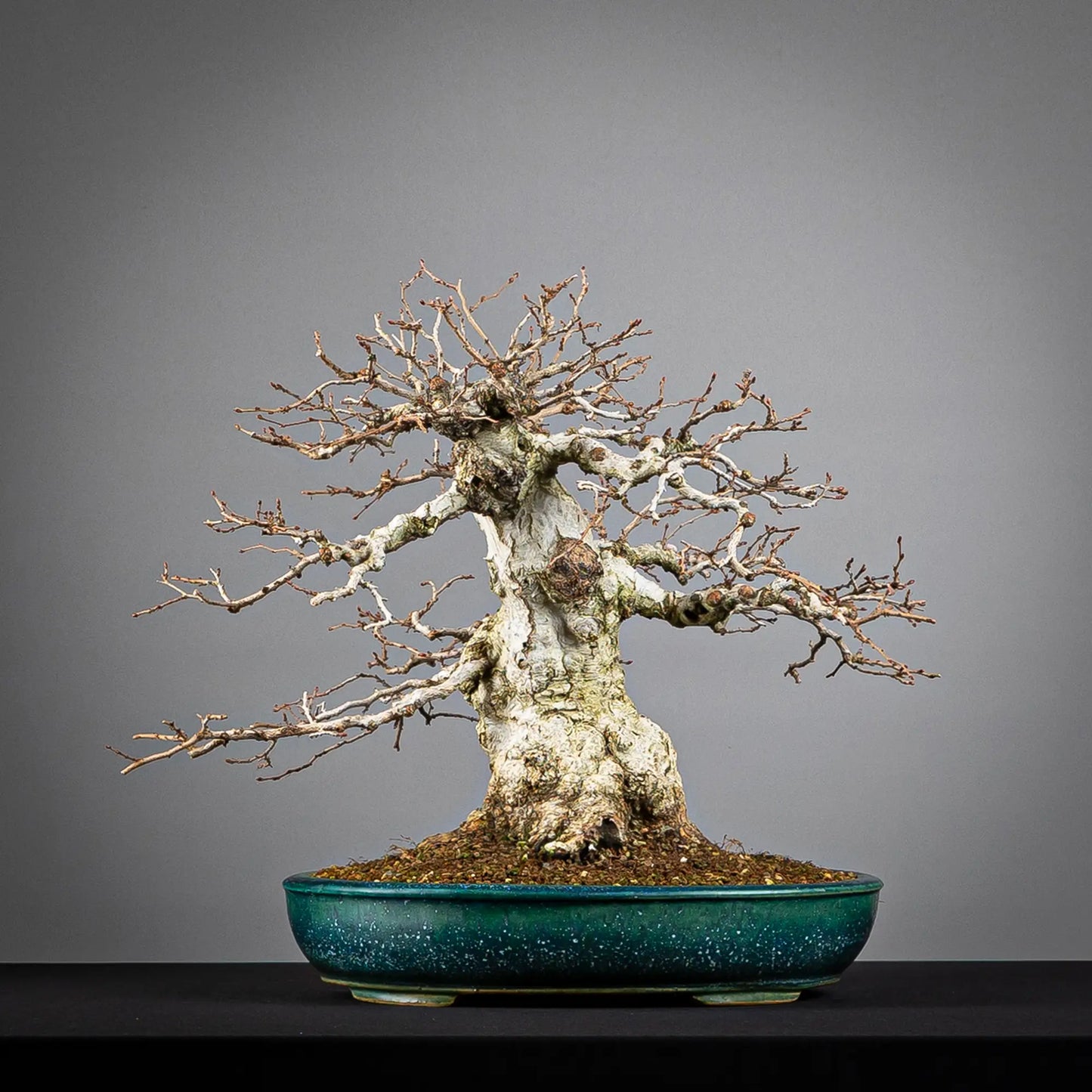 Frente de bonsai de Carpe coreano estilo moyogi tamaño dai. Plantado pomice akadama maceta shuho de tokoname