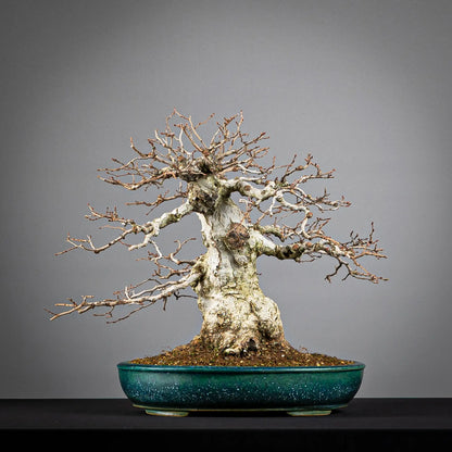 Frente de bonsai de Carpe coreano estilo moyogi tamaño dai. Plantado pomice akadama maceta shuho de tokoname