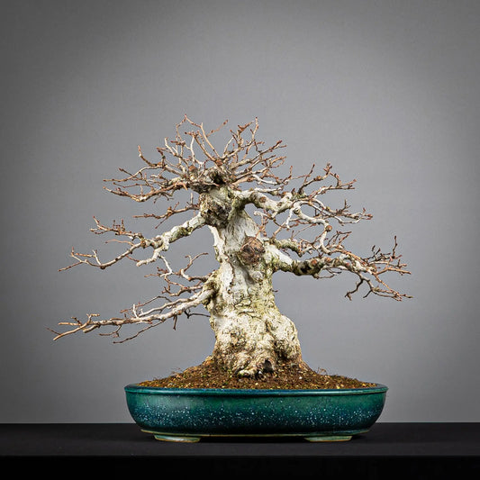 Frente de bonsai de Carpe coreano estilo moyogi tamaño dai. Plantado pomice akadama maceta shuho de tokoname