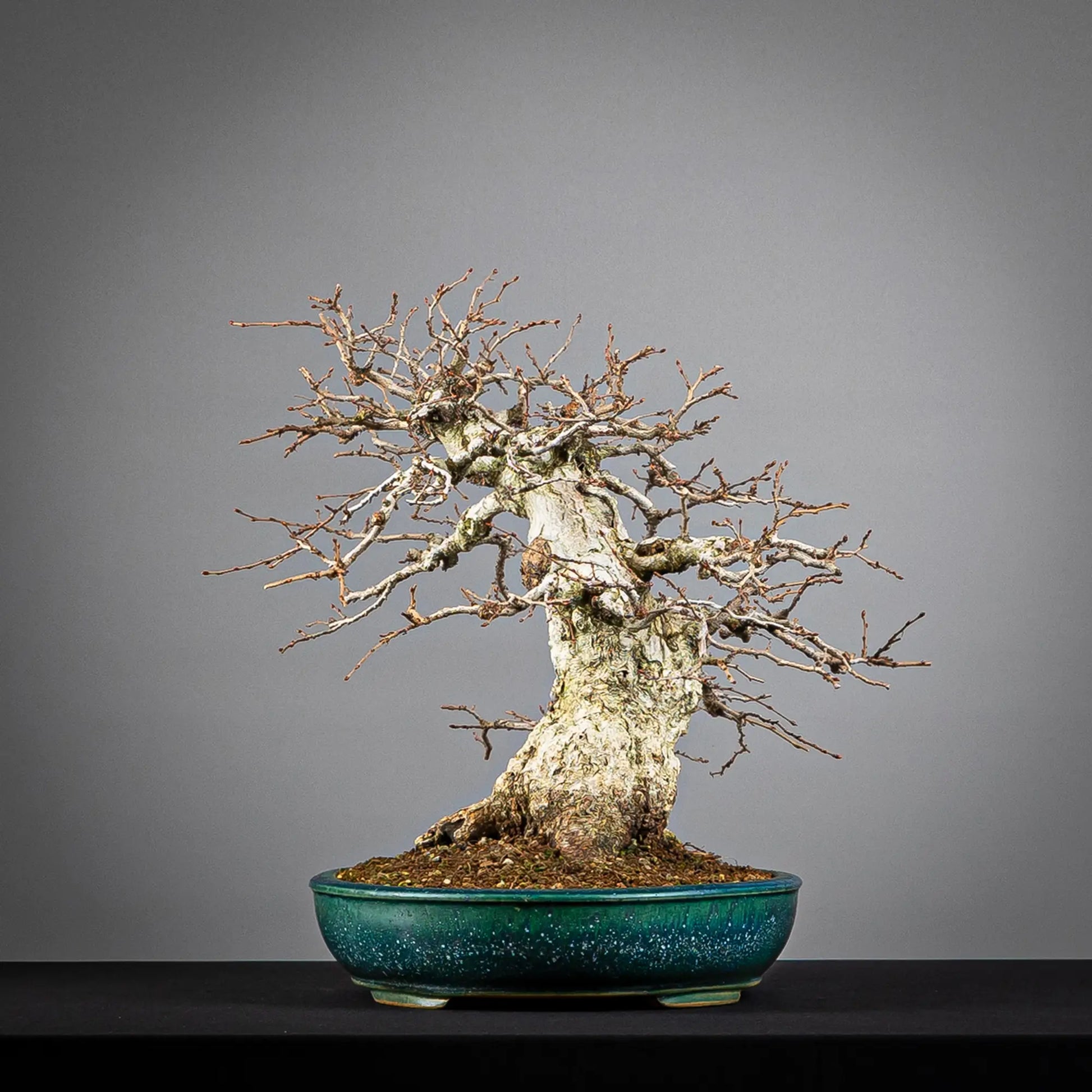 Lateral derecho de bonsai de carpinus turczaninovii