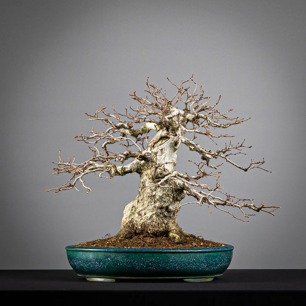 Cara trasera de bonsai de carpinus turczaninovii
