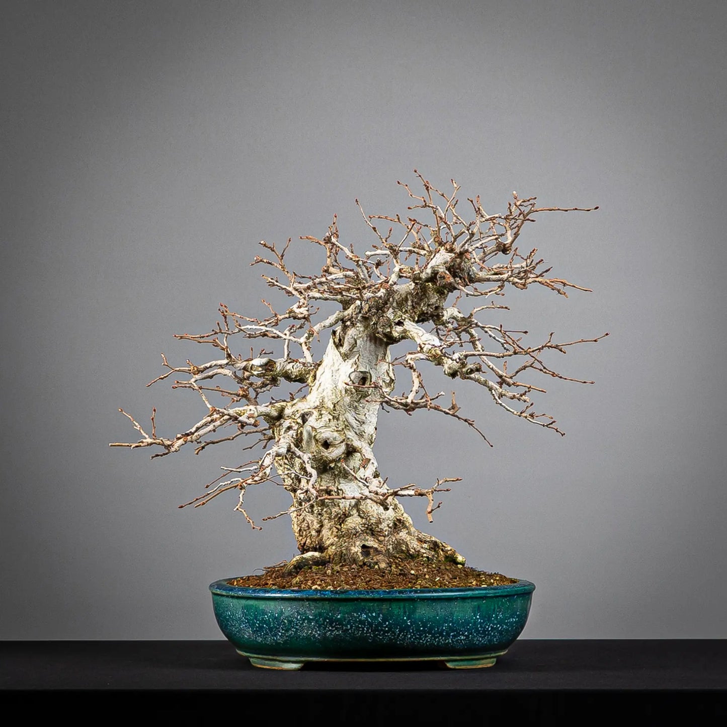 Lateral izquierda de bonsai de carpinus turczaninovii
