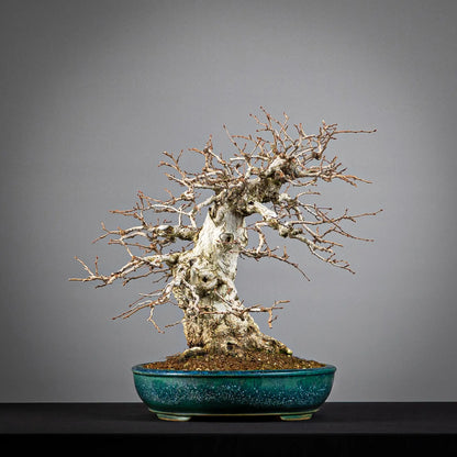 Lateral izquierda de bonsai de carpinus turczaninovii