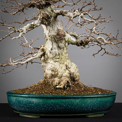 Detalle de nebari de bonsai  carpinus turczaninovii, maceta japones shuho